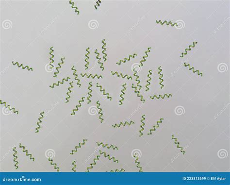 Spirulina Sp Algae Under Microscopic View X10 Cyanobacteria That Can