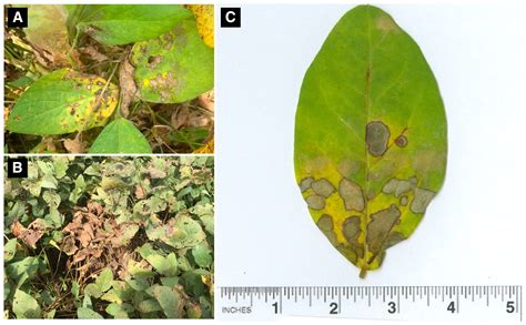 Aerial Blight Of Soybean Caused By Rhizoctonia Solani Ag1 Ia A Diagnostic Guide Plant Health