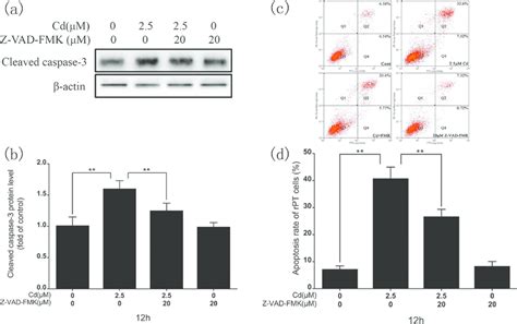 Effects Of Z Vad Fmk On Cadmium Induced Rpt Cell Apoptosis A Download Scientific Diagram