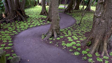 Sun-Loving Evergreen Ground Covers