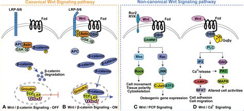 Frontiers Wnt Signaling In Bone Homeostasis And Osteoarthristis