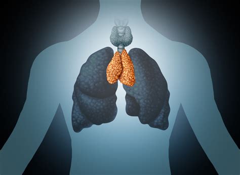 Got immunity? Thank your thymus - Harvard Health