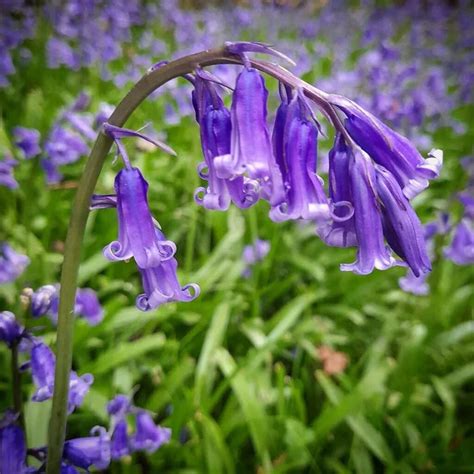 Blue Bell Flower: Types, Meanings & Benefits