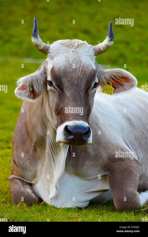 Brown Swiss Cattle Cow Appenzell Swiss Stock Photo Alamy