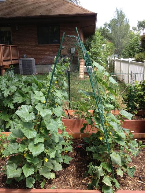 Easy Diy Cucumber Trellis Ideas Artofit