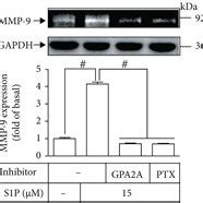 S P Induces Cox Expression Via Mmp Activity In Hcfs A Cells Were