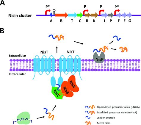 Graphical Representation Of The Presumed Biosynthesis Of Nisin In