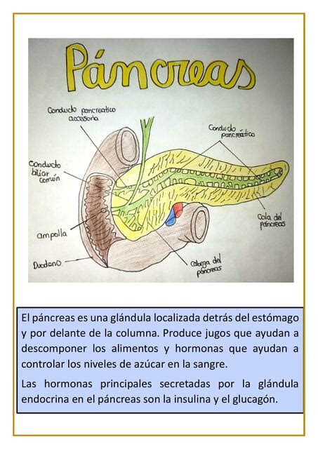 Páncreas Erica AF uDocz