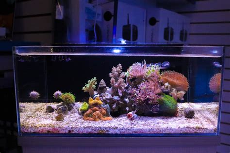 Nano Reef Tank Inspiration Reef Casa