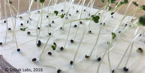 Oilseed Germination | SoDak Labs, Inc.