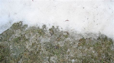 How To Prevent And Treat Snow Mold On Your Lawn