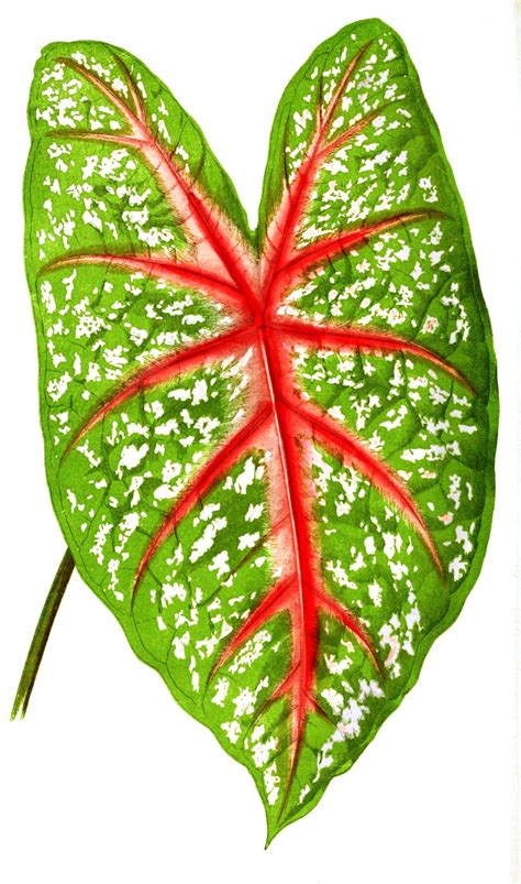 Caladium Leaves - Indoor Plants