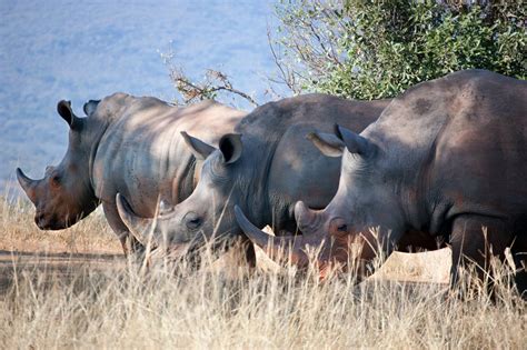 HluhluweImfolozi Park South Africa Wild Safari Guide