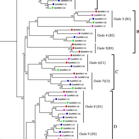 Chromosomal Locations Of Wrky I Genes In The Genomes Of Brachypodium