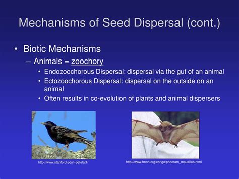 Ppt Mechanisms Of Seed Dispersal Powerpoint Presentation Free