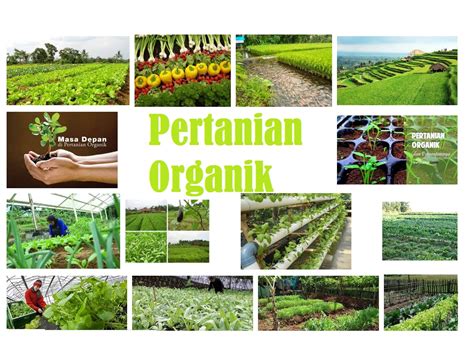 PERTANIAN ORGANIK Peluang Usaha Menjanjikan