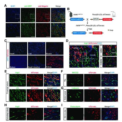 Renal Proximal Tubular Epithelial Cell Specific Expression And