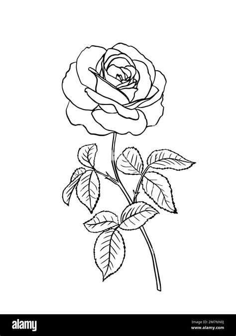 Black And White Rose Flower With Leaves And Stem Realistic Vector