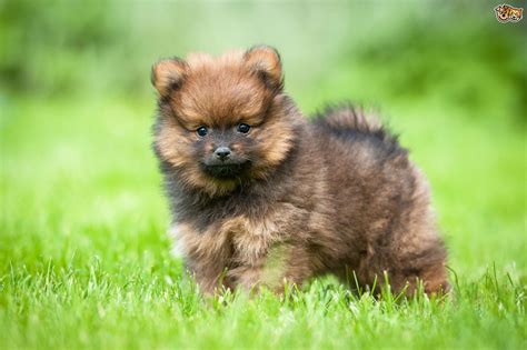 Pomeranian Dog Breed | Facts, Highlights & Buying Advice | Pets4Homes