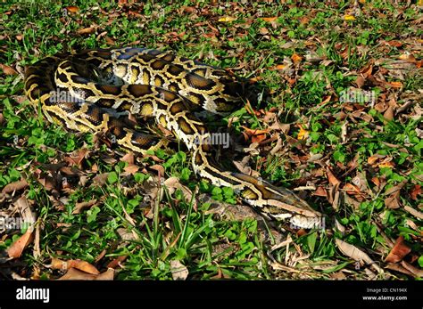 Burmese Python Python Molurus Bivittatus Florida Stock Photo Alamy