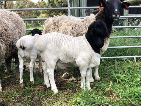 Sheep Breeds Part 1 Sheep Raised For Mutton ProAgri Media