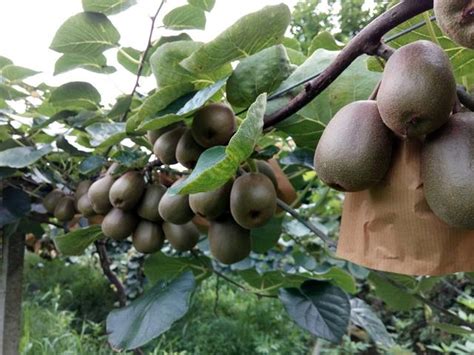 8萬元擁有22畝第四年紅心獼猴桃基地 每日頭條