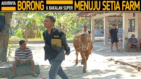 Akhirnya Setelah Sekian Lama Mas Hermawan Setia Farm Borong Sapi Lagi