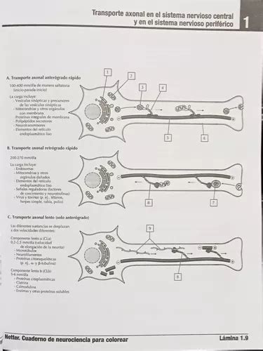 Netter Cuaderno De Neurociencia Para Colorear En Venta En Gustavo A