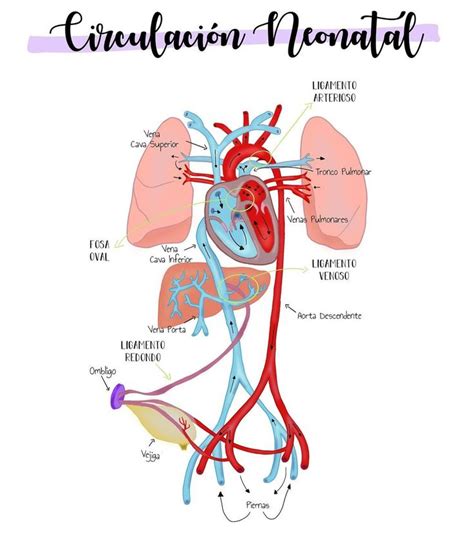 La Circulaci N Neonatal En El Momento Del Nacimiento Queda Interrumpida