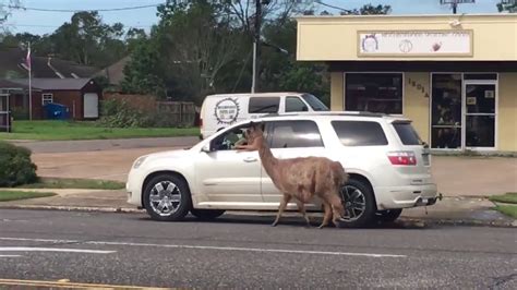 Just A Woman Walking Her Llama With Her Car After Hurricane Laura