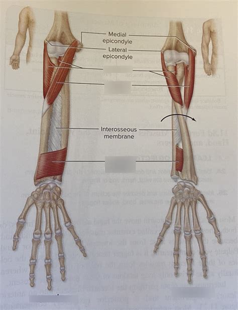 Muscles That Act On The Elbowforearm Pronators And Supinators