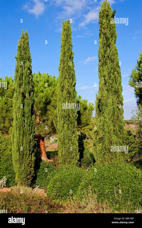 Italiano De Cipreses Cupressus Sempervirens Cipreses Columnares