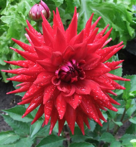 Red Spiky Flower - Dahlia Hybrid by fuguestock on DeviantArt