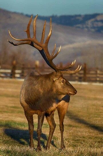 A Large Elk Standing On Top Of A Grass Covered Field