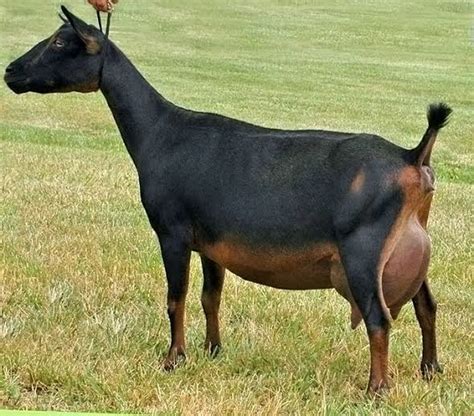 Best Dairy Goats In Africa