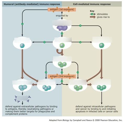 Humoral And Cell Mediated Immune Response Diagram Quizlet