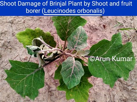 Damaging Symptoms On Brinjal Fruit By Shoot And Fruit Borer Leucinodes Download Scientific