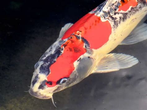 Koi Fish Sex Identification How To Tell If Your Koi Are Male Or Female Backyard Pond Ideas
