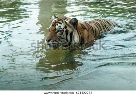 1 Lsu Mascot Images, Stock Photos & Vectors | Shutterstock