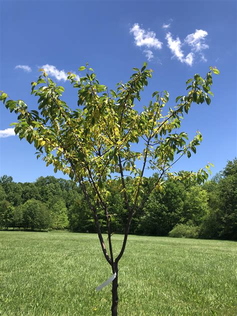 Prunus “Methley” Plum Tree yellowing leaves after being planted 3 weeks ...