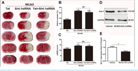 Figure 4 From Tetrandrine Alleviates Cerebral Ischemia Reperfusion