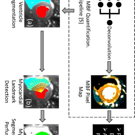 Myocardial Segmentation From Mbf Maps An Outline Of The Automated