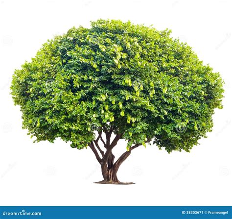 Big Tree Stock Image Image 38303671