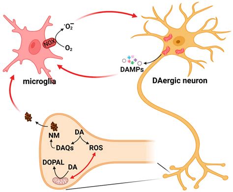 Antioxidants Free Full Text Oxidative Stress And Neuroinflammation