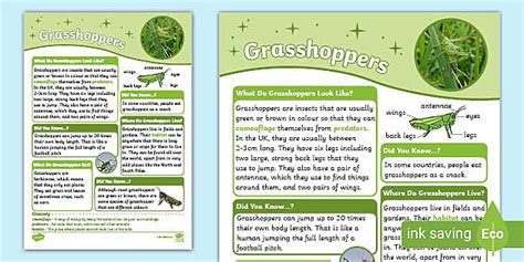 Ks1 Grasshoppers Fact File Hecho Por Educadores Twinkl