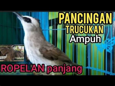 Suara Trucukan Gacor Ropel Panjang Ampuh Untuk Pancingan Trucukan Jadi