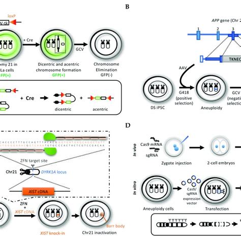 Schematic Overview Of Elimination Of Extra Chromosome Chr Using