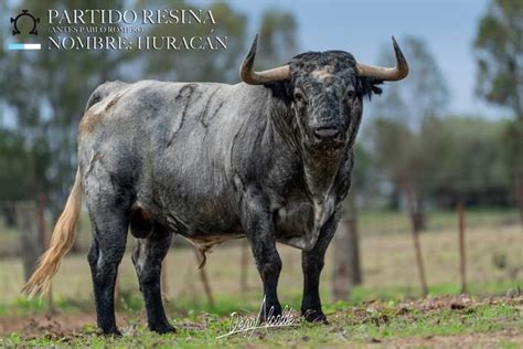 Del Toro Al Infinito Hurac N El Toro De Partido De Resina Para Valencia