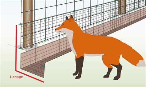 How to Stop Foxes Digging Under a Fence (Easy Guide)