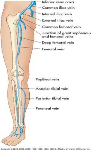 Gastrocnemius Vein